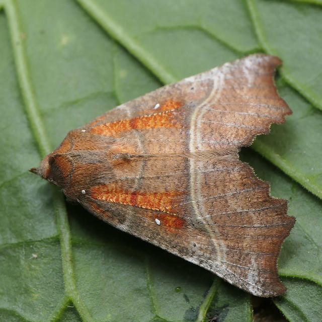 Herald (Scoliopteryx libatrix)