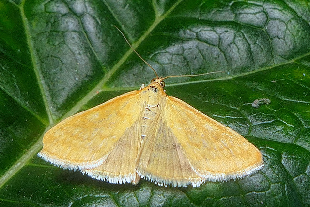 Lesser Pearl (Sitochroa verticalis) Lesser Pearl