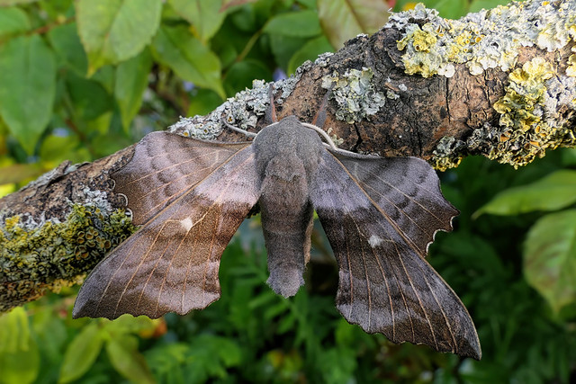 Laothoe populi (Poplar Hawk-moth)