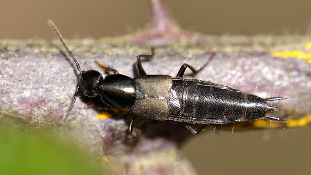 Philonthus decorus Rove Beetle