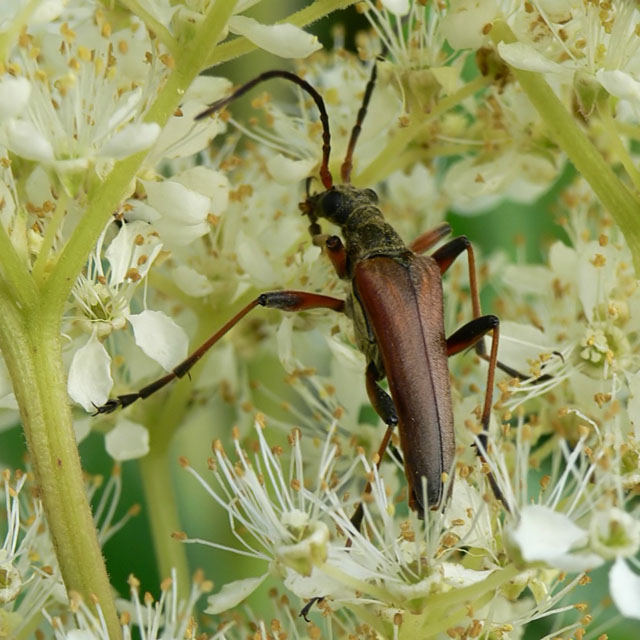 Stenocorus meridianus
