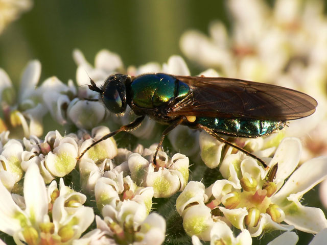 Chloromyia formosa Chloromyia formosa