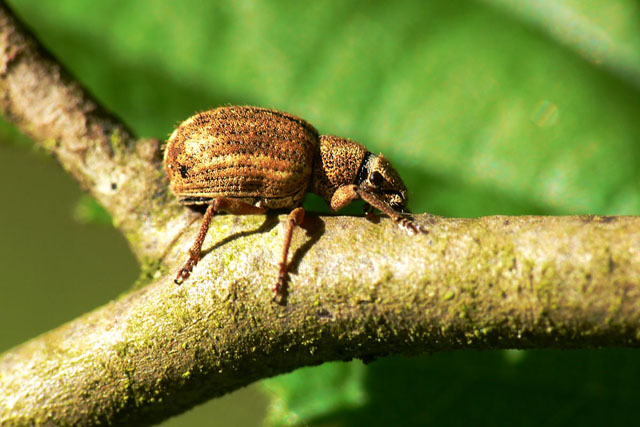 Strophosoma melanogrammum Strophosoma melanogrammum