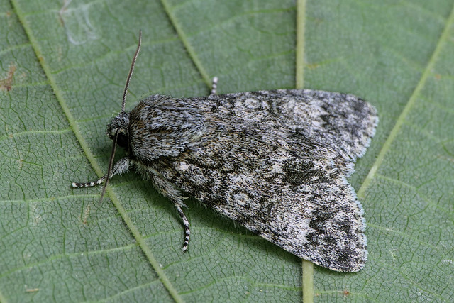 Subacronicta