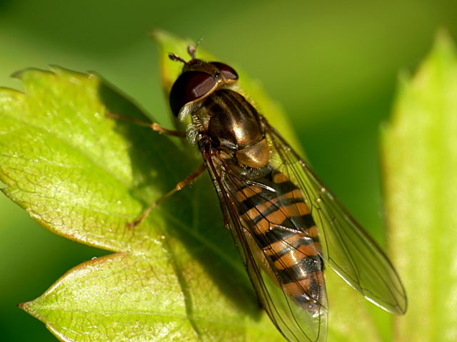 Episyrphus balteatus Marmalade fly - Episyrphus balteatus, hoverfly
