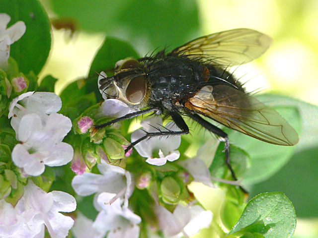Tachinidae sp. Tachinidae