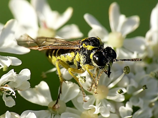 Tenthredo sp Tenthredo sp