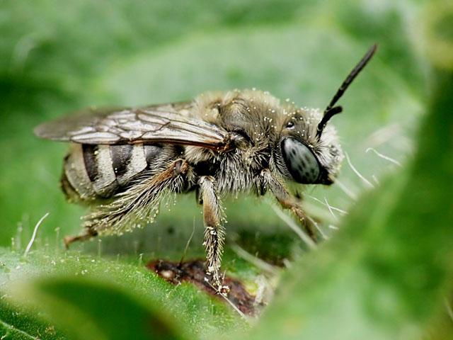 Tetralonia sp. Tetralonia sp.