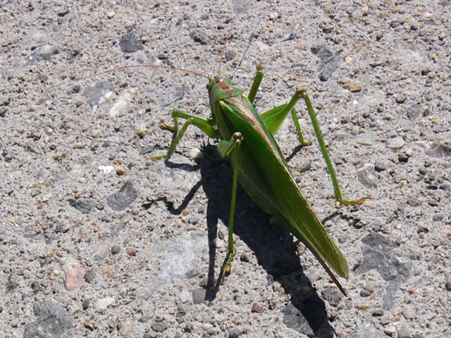 Tettigonia