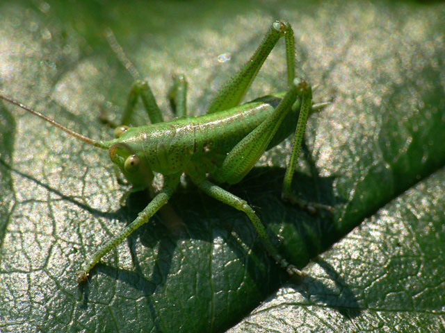 Tettigoniidae