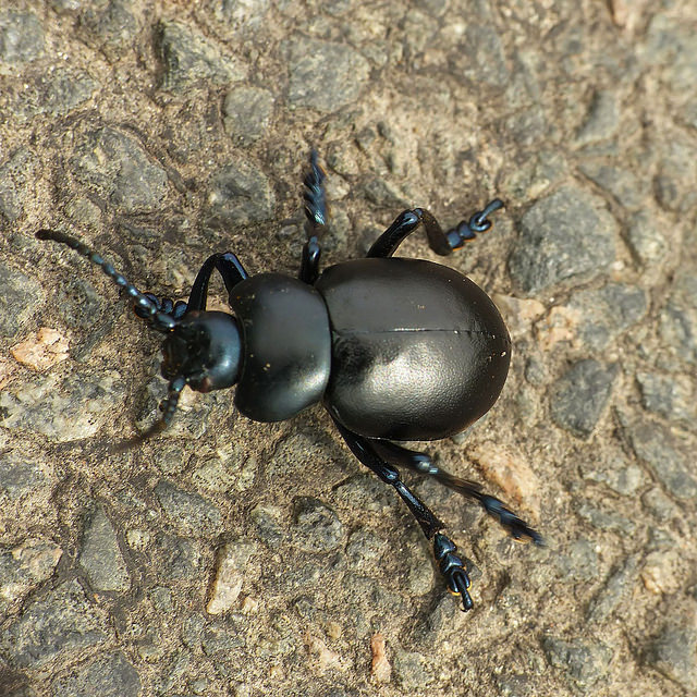 Timarcha sp. Timarcha sp.