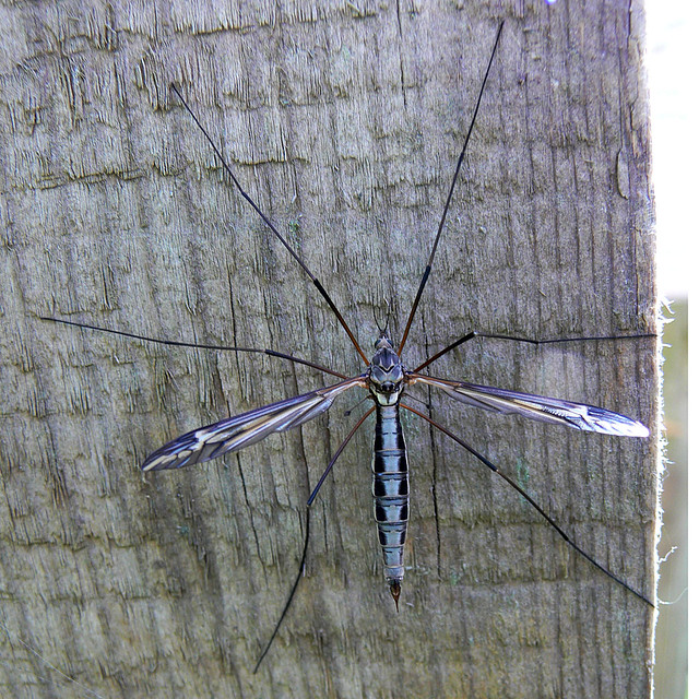 Tipula