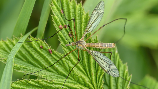 Tipula vernalis