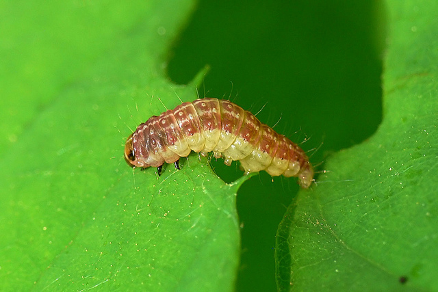 Tortricodes alternella