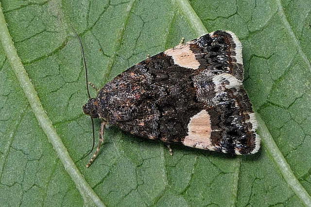 Four-spotted (Tyta luctuosa) Four Spotted