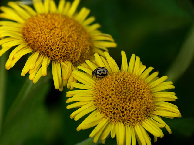 16 Spot Ladybird on Fleabane