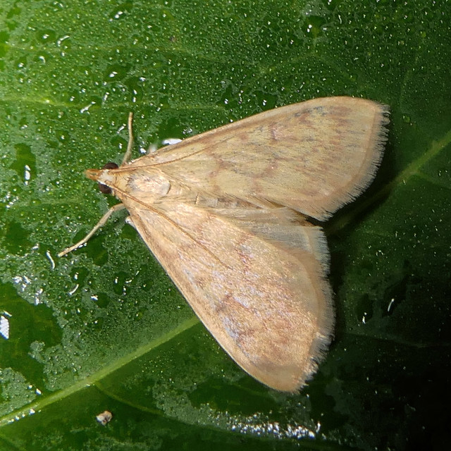 Pale Straw Pearl (Udea lutealis)