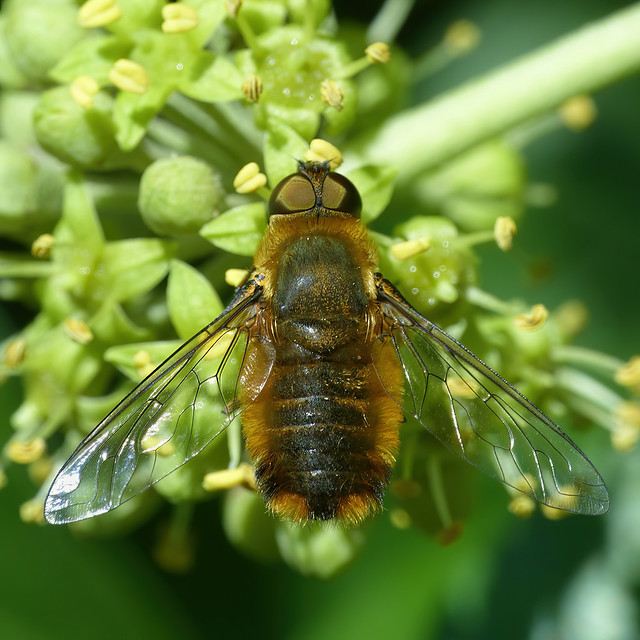 Villa hottentotta (male)
