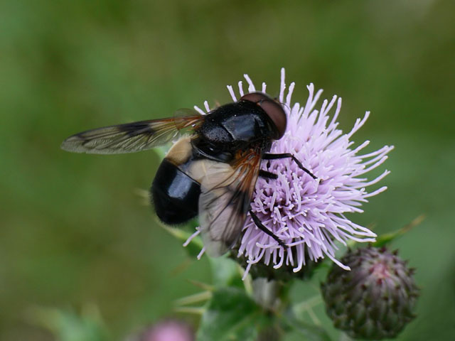 Volucella pellucens Volucella pellucens