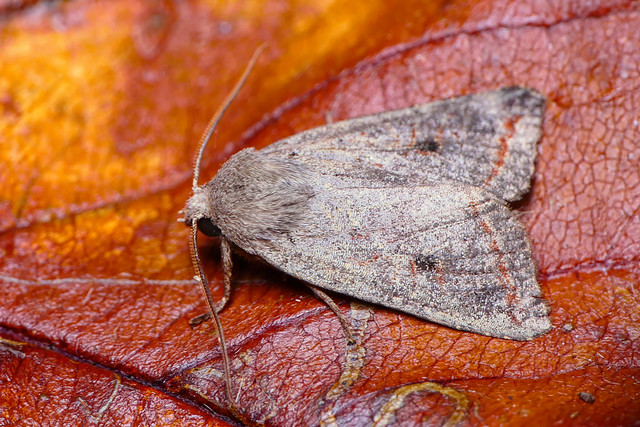 Red-line Quaker (Agrochola lota) Red-line Quaker