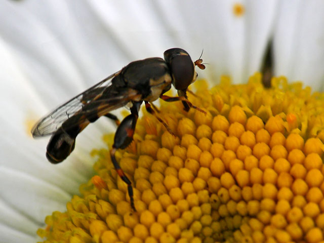 Thick-legged Hoverfly