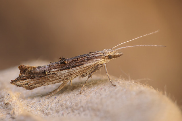 Wainscot Smudge (Ypsolopha scabrella)