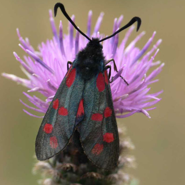 Zygaena