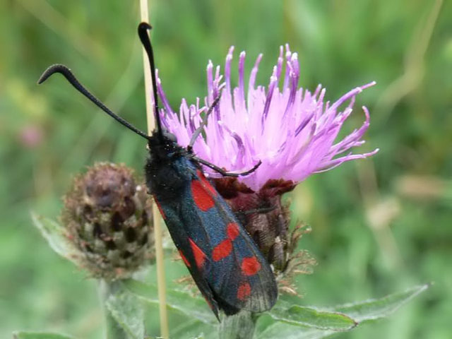 Zygaena filipendulae Six-spot Burnet - Zygaena filipendulae