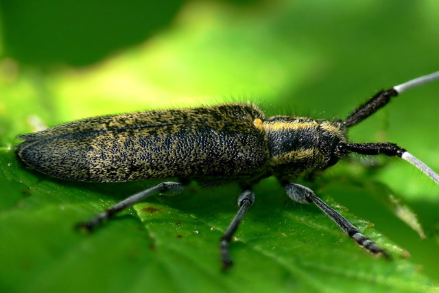 Golden-bloomed Grey Longhorn (Agapanthia villosoviridescens)