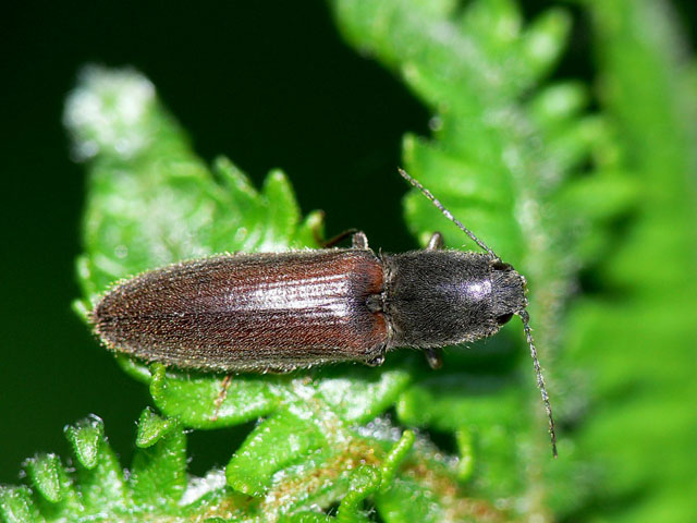 Athous haemorrhoidalis