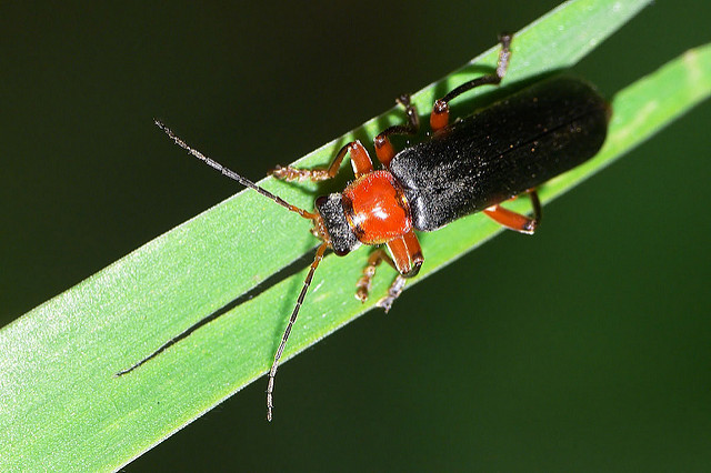 Cantharis pellucida