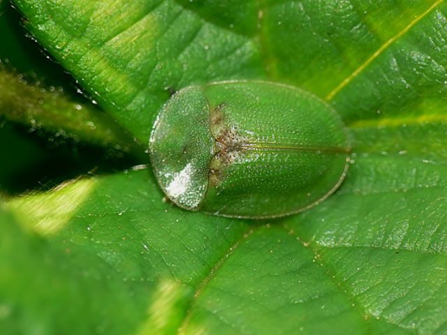 Cassida rubiginosa