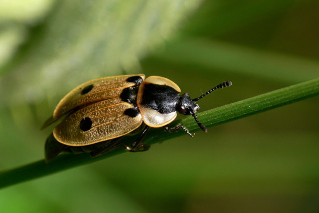 Sexton beetle - Dendroxena quadrimaculata