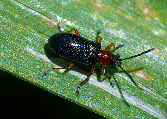 Oulema melanopus, cereal leaf beetle