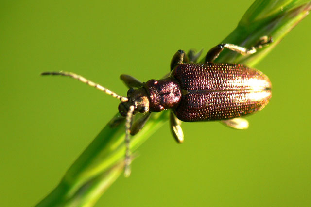Plateumaris sericea, aquatic leaf beetle, chrysomelidae, donaciinae