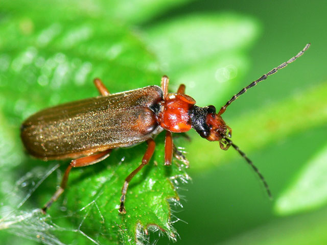 Podabrus alpinus, soldier beetle cantharidae