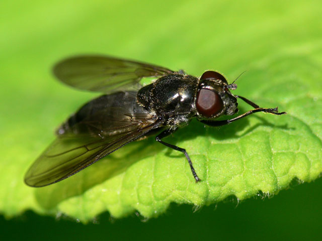 Cheilosia variabili