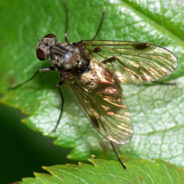Female Snipe Fly - Chrysopilus cristatus