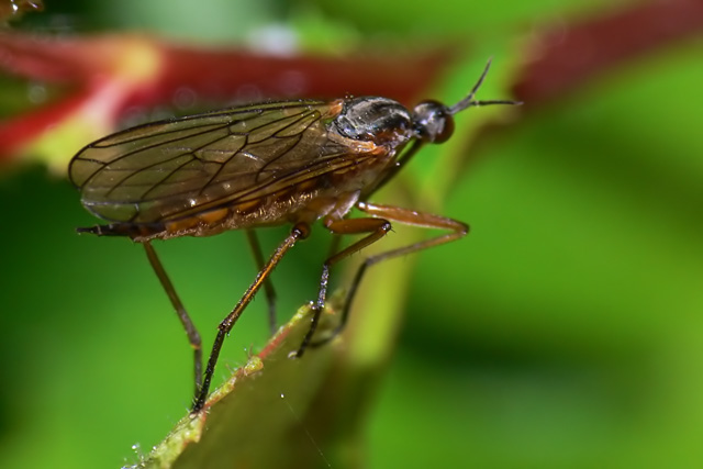 Empis (Xanthempis) punctata.