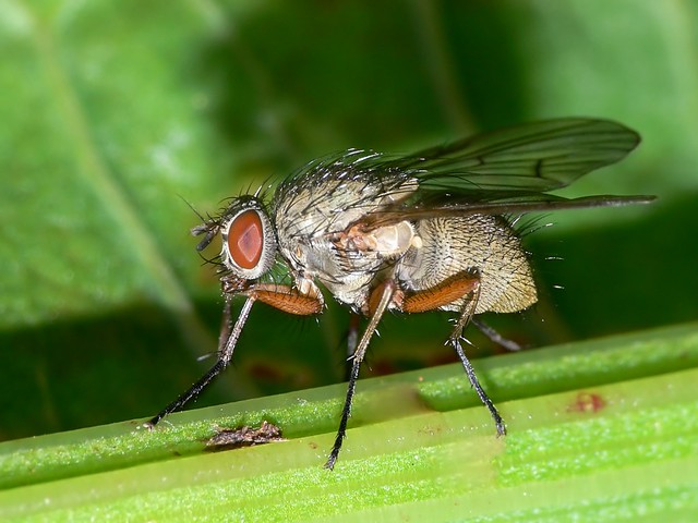 Helina impuncta