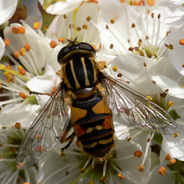 Helophilus pendulous