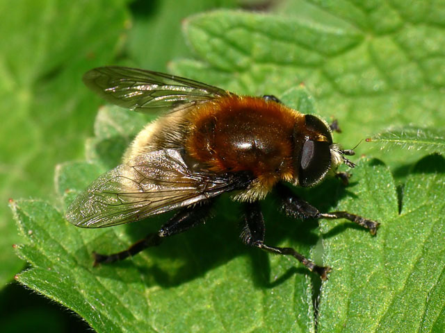 Narcissus bulb fly