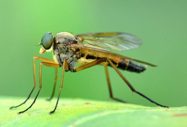 Snipe Fly -  Rhagio tringarius