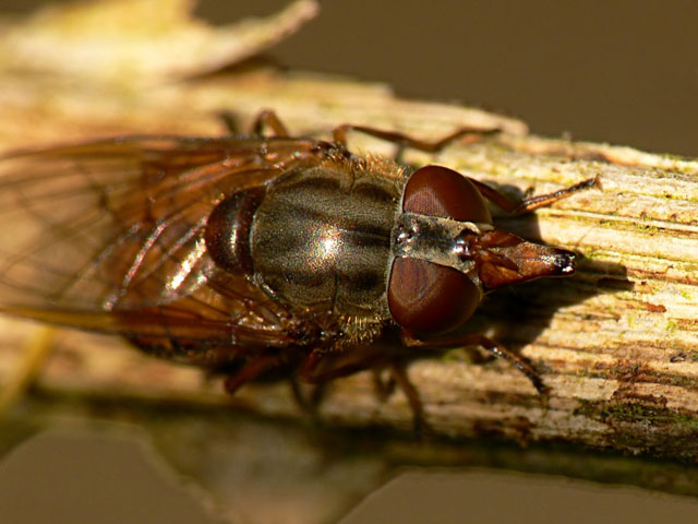 Rhingia campestris