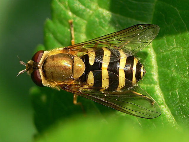 Syrphus ribesii