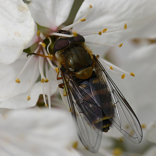 Syrphus vitripennis
