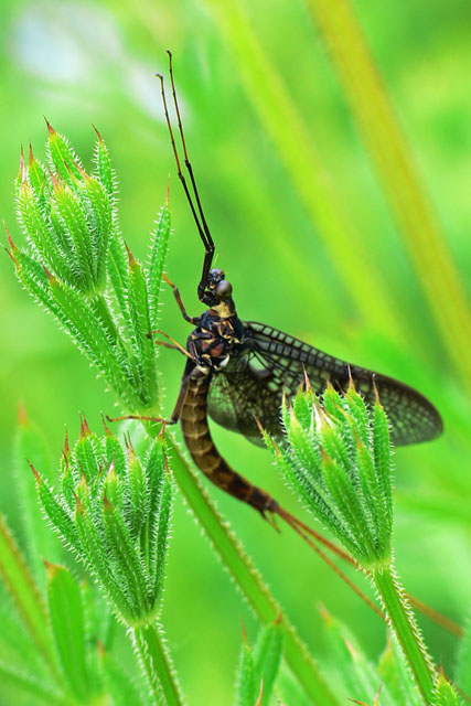 Ephemera vulgata