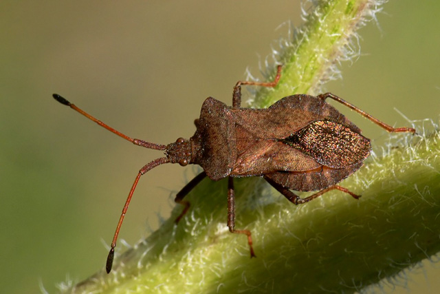 Coreus marginatus