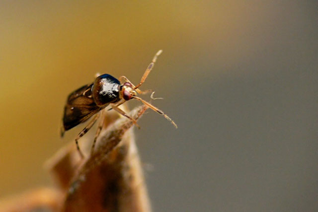 Deraeocoris lutescens