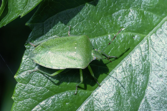 Adult Southern Green Shieldbug